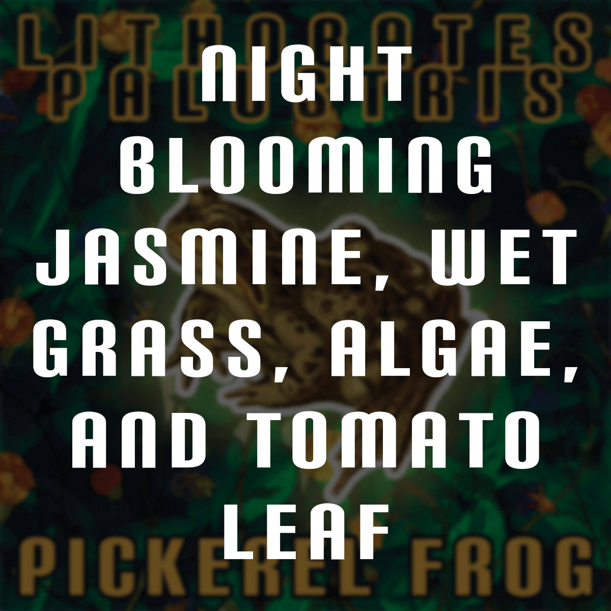 Lithobates Palustris (Pickerel Frog) - Stereoplasm